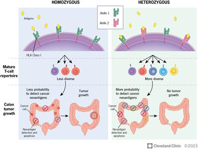 Heterozygote advantage at HLA class I and II loci and reduced risk of colorectal cancer